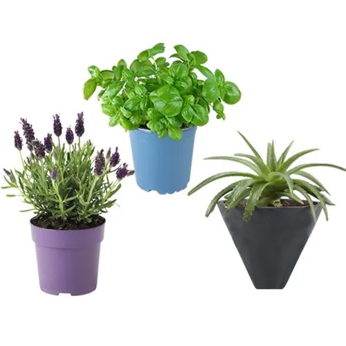 Exclusive in Delhi Healthy Aloe Vera Basil N Lavender Plant Combo