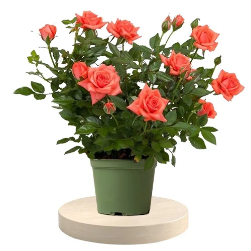 Rose Plant Flower Delivery Glendale AZ - Elite Flowers & Gifts